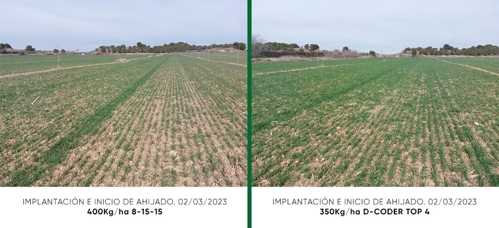 Sostenibilidad ambiental y económica con Timac Agro_Implantación e inicio de ahijado. 2 de marzo 2023. Izquierda 400 kg/ha 8-15-15. Derecha 350 kg/ha D-Coder Top 4._JornadaCultiva2024