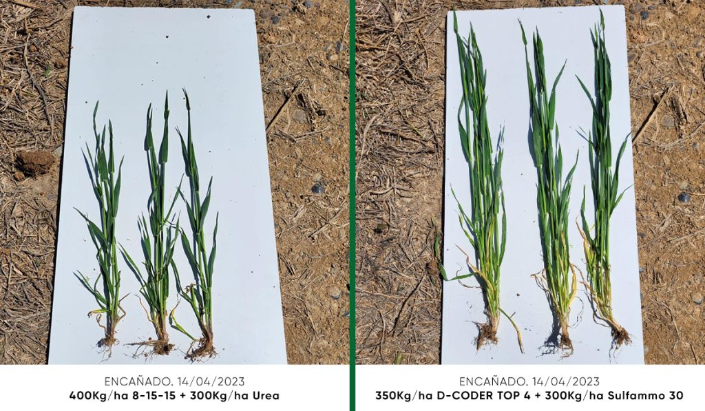 Sostenibilidad ambiental y económica con Timac Agro_Encañado. 14 de abril 2023. Izquierda 8-15-15 – 300 kg/ha urea. Derecha D-Coder Top 4 – 300 kg/ha Sulfammo 30_JornadaCultiva2024